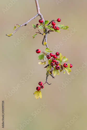 branch with small red berries