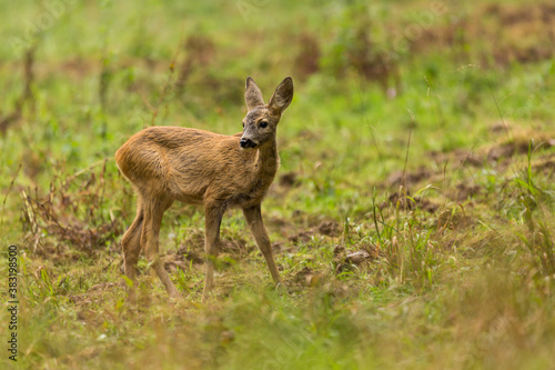 Fallow deer cubs (dama dama). Fallow deer cubs stands in meadow, wildlife scenery.