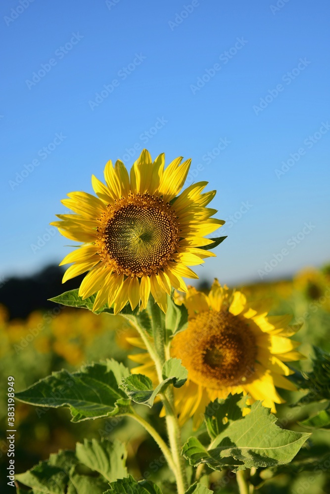 Fototapeta premium Sunflowers, the trunk is about 3-4 feet tall, but if planted in a cold climate may be up to 6 feet tall, the leaves will alternate.