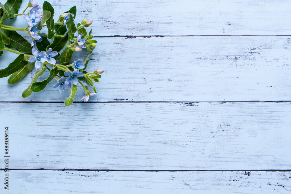 Fototapeta premium 青い花 ブルースターの木目背景フレーム