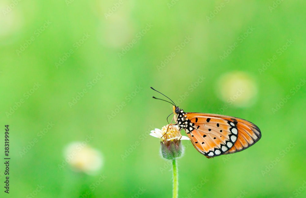 plain tiger butterfly standing on the small branch of the yellow flower on the soft green and bokeh background. Butterfly photography was taken by a macro lens.
