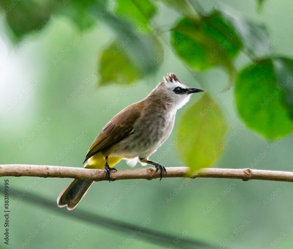 Yellow-vented Bulbul standing on the branch of a tree in the local area of Thailand Yellow-vented Bulbul standing on the branch of a tree in the local area of Thailand