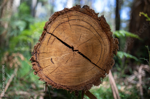 Sawn Log found in Australian Bush