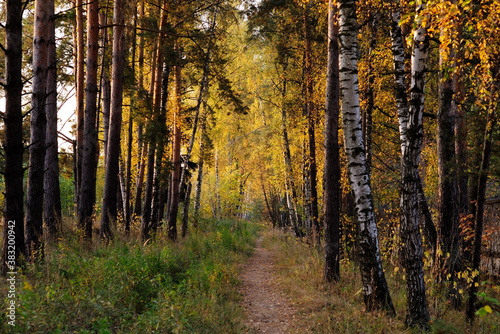 Fototapeta Naklejka Na Ścianę i Meble -  Yellow foliage on birch trees on a Sunny autumn morning. Moscow region. Russia.