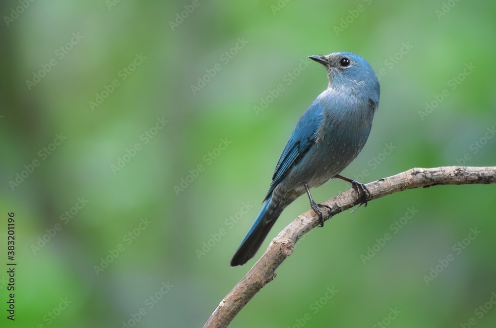 Short mouth, eyes and short eyes. Black head and body. Dark blue-green. Habitat in the lower northern areas. Evergreen forest, migratory periods found in mangrove forests, orchards and parks.