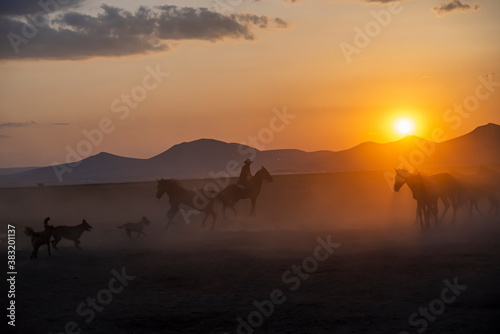 Wild horses run in foggy at sunset. Between Cappadocia and Kayseri  Turkey