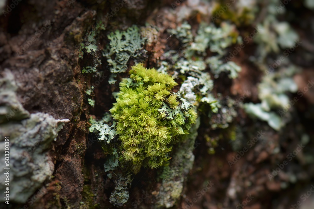 Beautiful green moss in the sunlight, moss close up, macro. Moss grows on the tree, beautiful background of moss. Beautiful green moss in the sunlight, moss close up, macro. Moss grows on the tree, beautiful background of moss.