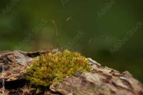 Beautiful green moss in the sunlight, moss close up, macro. Moss grows on the tree, beautiful background of moss. © Pluto Mc
