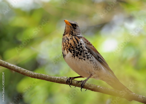 The fieldfare thrush (Turdus pilaris) sits on a branch among the foliage. Moscow region. Russia.