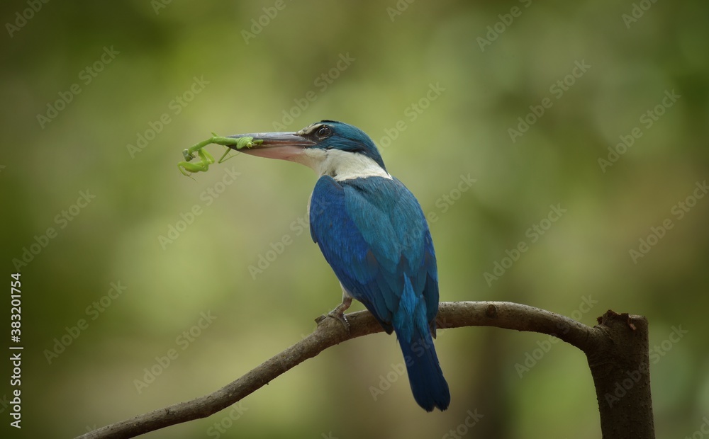 Obraz premium With a head and body above the blue-green color. Around the neck and lower body, white, blue wings, big beak, black top. Bottom, flesh color Having a dual behavior Males and females are very similar.