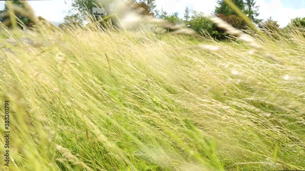 32406_The_waving_tall_reed_grasses_on_the_ground.mov 32406_The_waving_tall_reed_grasses_on_the_ground.mov