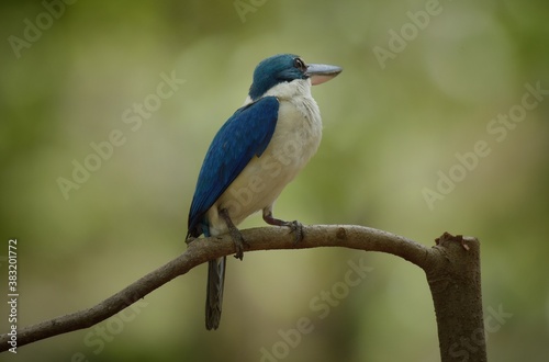 With a head and body above the blue-green color. Around the neck and lower body, white, blue wings, big beak, black top. Bottom, flesh color Having a dual behavior Males and females are very similar. © Pluto Mc