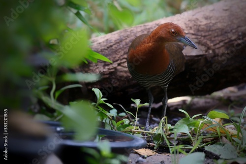 Resembling anchan wild bird, red leg But larger The mouth is thicker and longer. No wings Shin and gray feet The wings and back are darker brown.