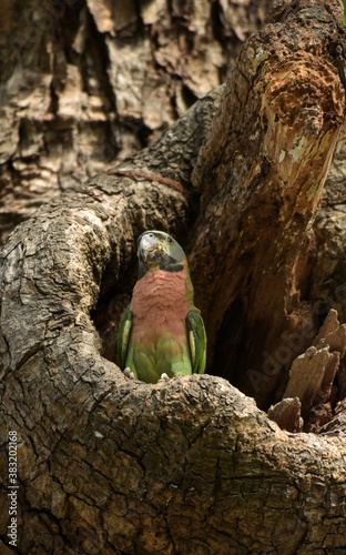 The male has the head, cheek, under the chin, faded reddish gray. With green wings and yellow patches Medium long tail feathers The tip is yellow, with pink breast, blue green stomach, red mouth. © Pluto Mc
