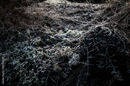 Overgrown ivy weed plant in ice frost on a cold winter or autumn morning