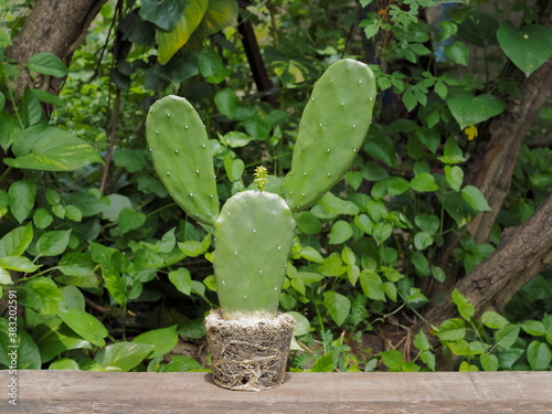 view of a Opuntia cochenillifera Cactus with many roots on wood ground with green nature blurred background. photo