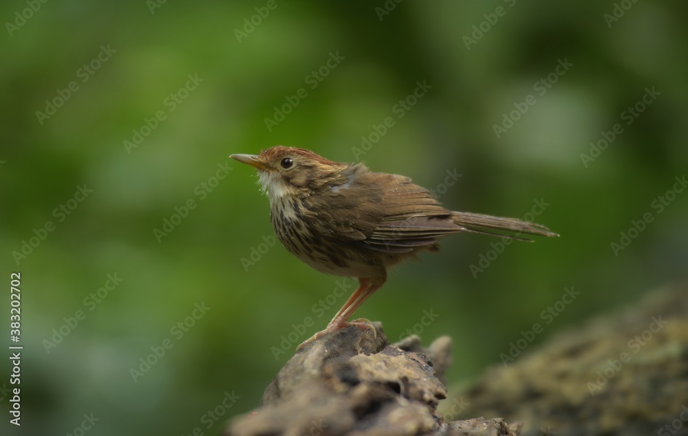 Forehead to occiput, dark red brown White or brown eyebrows, face body. The underside is white with large stripes, greenish brown. Body above, greenish Forehead to occiput, dark red brown White or brown eyebrows, face body. The underside is white with large stripes, greenish brown. Body above, greenish