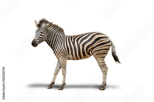 Fototapeta Naklejka Na Ścianę i Meble -  Isolated image zebra is an african animal or wild animal living in the wild mammal white background with clipping path