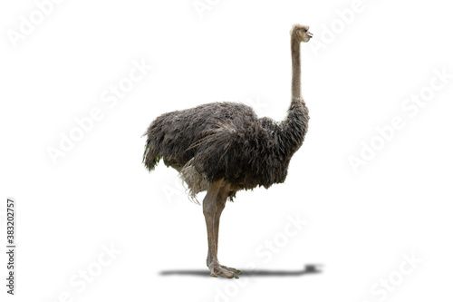 Isolated image ostrich is a summer animal in africa portrait beautiful painted on white background with clipping path