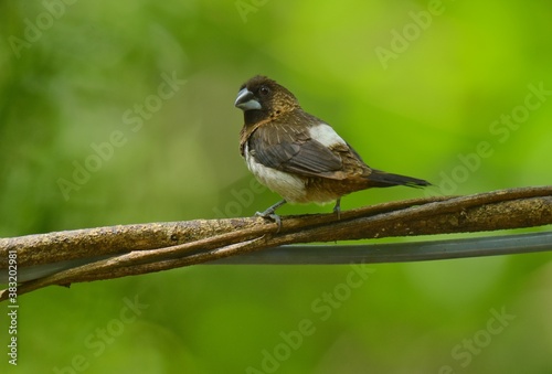 The mouth is gray, rumped and the stomach is white, and it is cut on the head, chest and upper body. Dark brown. The face and wings are black-brown. With light stripes on the back and chest photo