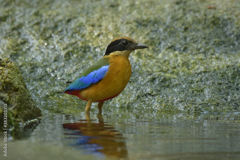 The black head above the eyes has a wide brown stripe. Green top body The feathers covering the wings of the rump and the top of the tail are bright blue. The underside of the body is reddish brown The black head above the eyes has a wide brown stripe. Green top body The feathers covering the wings of the rump and the top of the tail are bright blue. The underside of the body is reddish brown