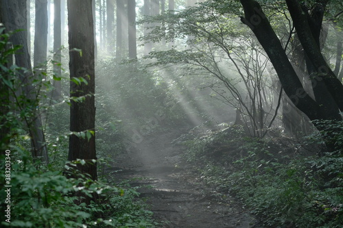 森の霧に射す太陽光。Natural Forest, Sunbeams through Fog, autumn time Japan 