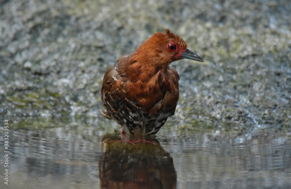 Obraz premium Red-legged Crake are bathed in a pond in the forest.