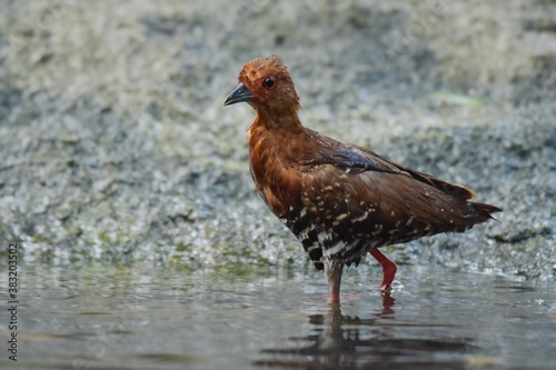 Red-legged Crake are bathed in a pond in the forest.