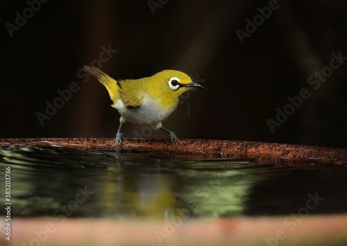 Yellow forehead The head and body are yellowish green. Yellow neck and buttocks Classified from white-eyed birds with a green back in the middle of the belly are yellow or fawn. photo