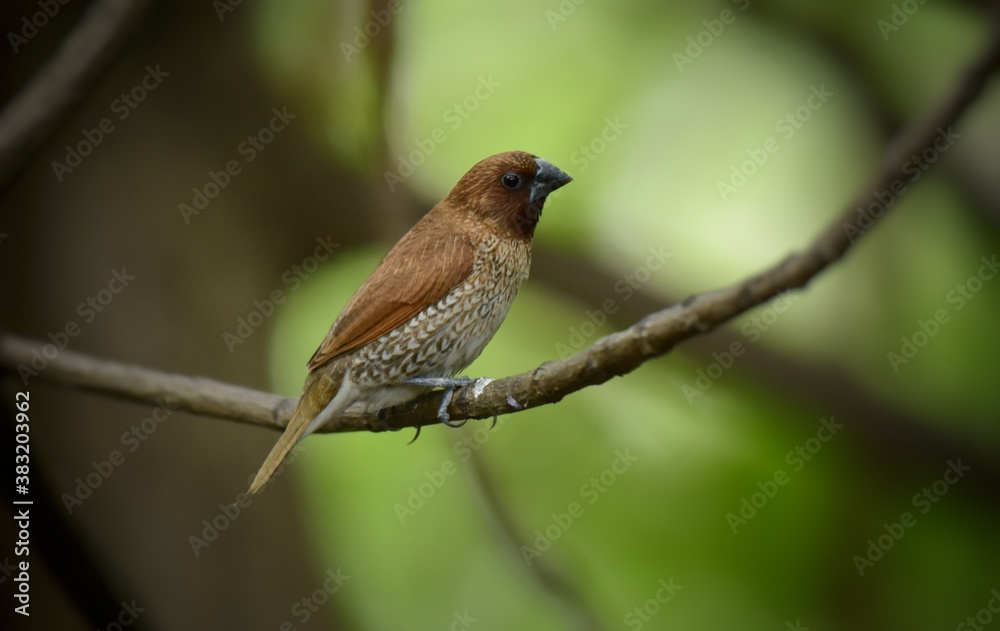 Adult color is light brown, rump, covered hair, base of tail hair and tail are brown. Usually with a yellow chest and belly covering the base of the tail. The underside is white with dark brown scales Adult color is light brown, rump, covered hair, base of tail hair and tail are brown. Usually with a yellow chest and belly covering the base of the tail. The underside is white with dark brown scales