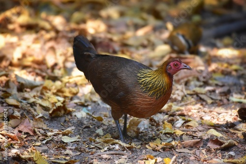 Red Junglefowl or Gallus gallus spadiceus, beautiful chicken was scratching for food on the ground in forest, Phetchaburi-Thailand. photo