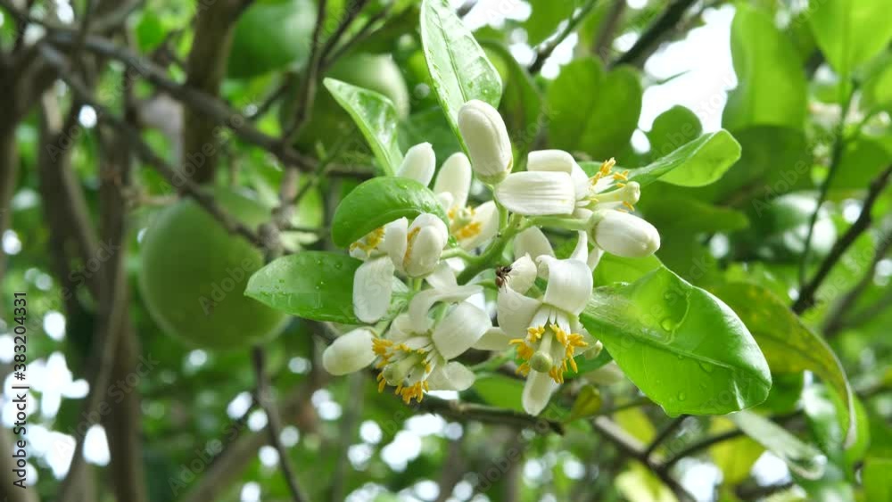 omelo flower were blooming and piled with insects, citrus blooming branch,Organic vegetables and fruits omelo flower were blooming and piled with insects, citrus blooming branch,Organic vegetables and fruits