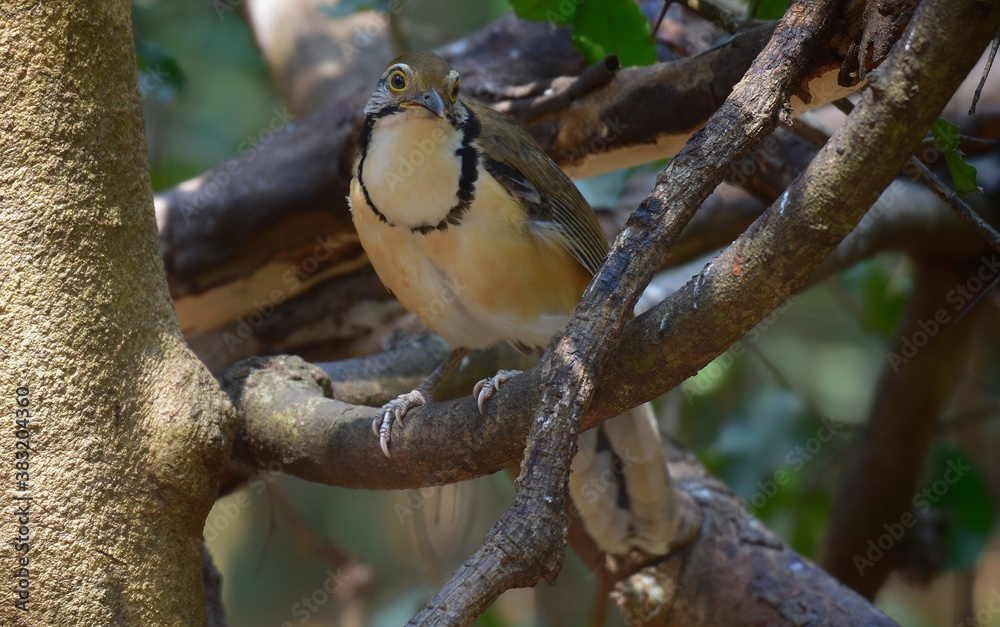 Large necklace-clawed birds tend to feed on the ground more often than small necklace-clawed birds. Its main foods include Insects and other small animals