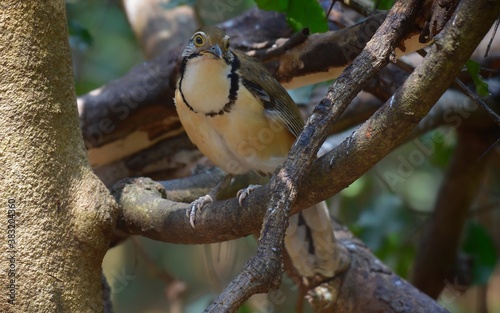 Large necklace-clawed birds tend to feed on the ground more often than small necklace-clawed birds. Its main foods include Insects and other small animals