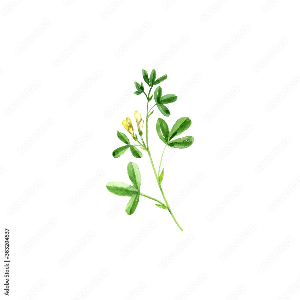 watercolor drawing fenugreek watercolor drawing fenugreek
