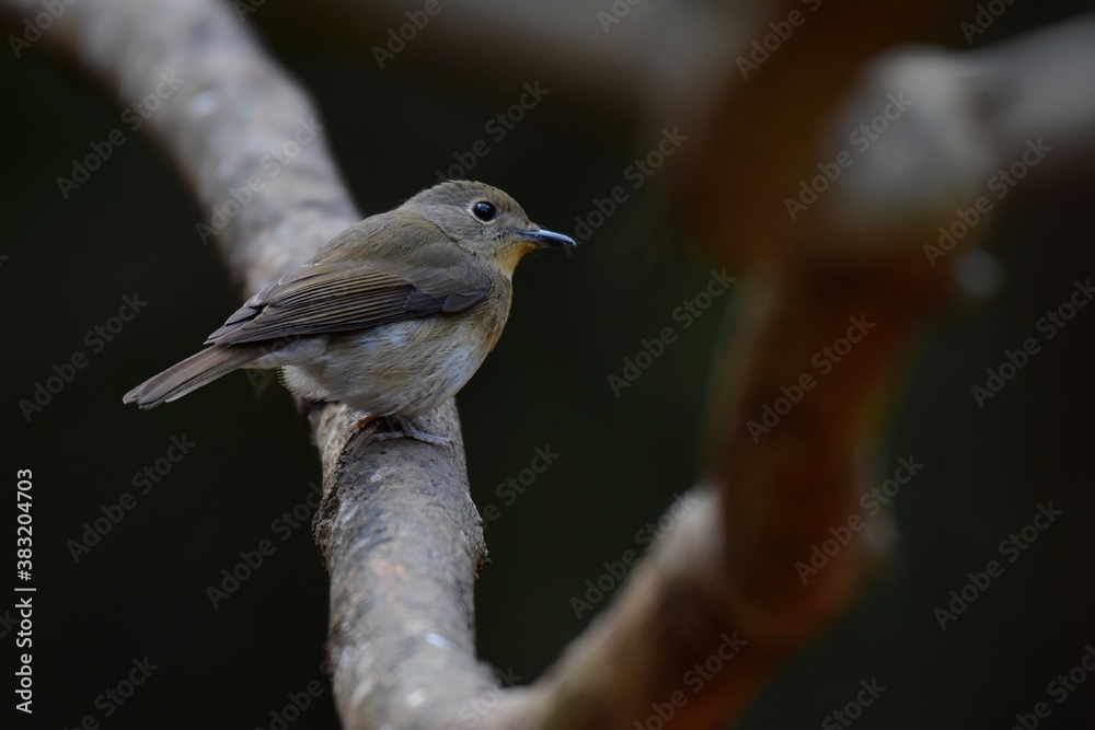 Fototapeta premium Classified by females of the same genus at the top and tail, grayish-gray tails. The orange neck and chest intersect with the belly like a male.