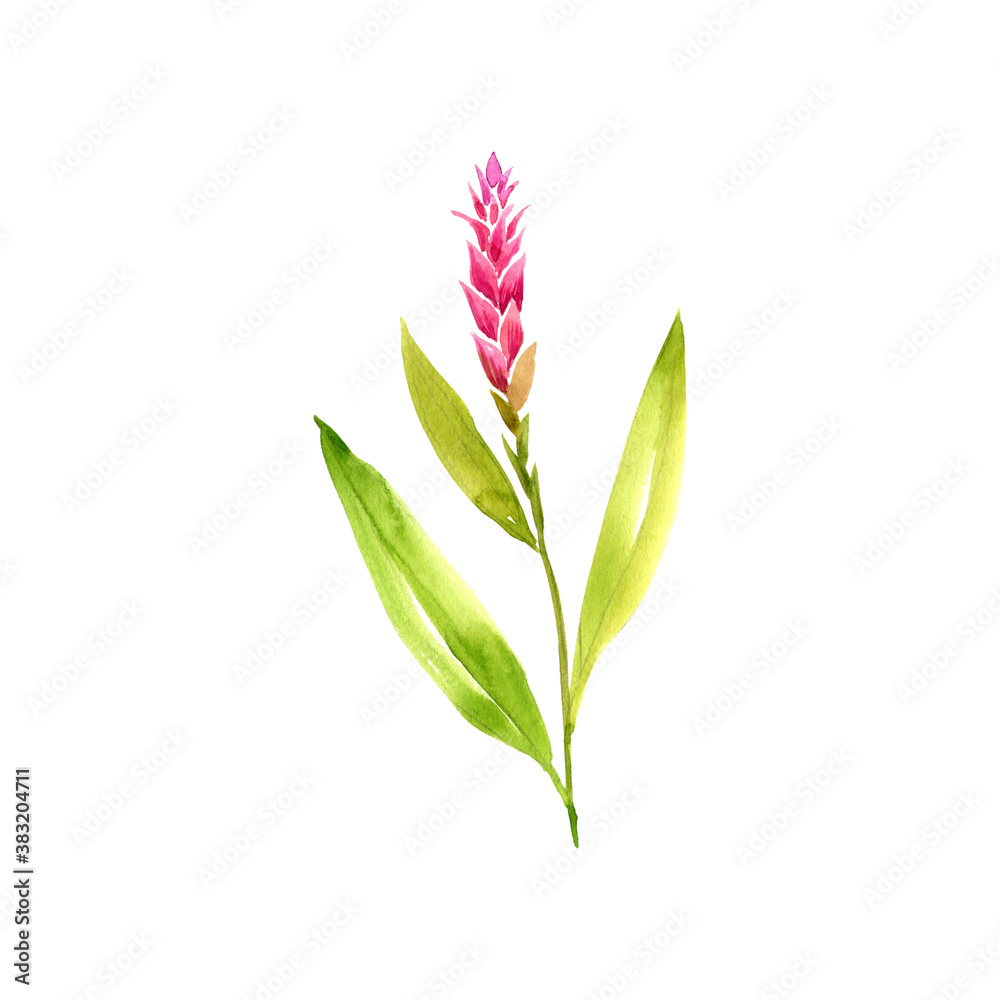 watercolor drawing ginger plant watercolor drawing ginger plant