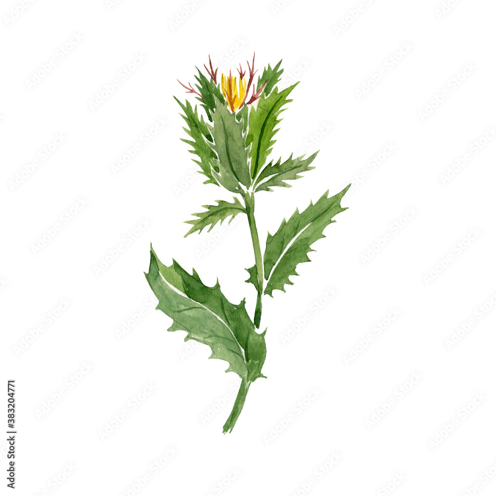 Fototapeta premium watercolor drawing blessed thistle