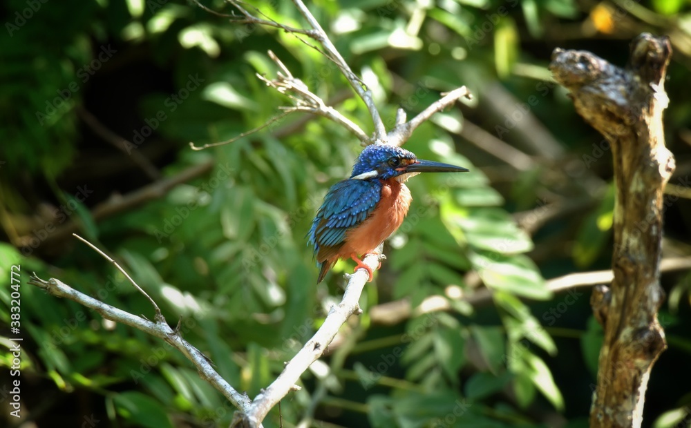 Naklejka premium Like an ordinary kingfisher But darker And the hair is not covered with reddish-brown ears, head, hind wings and dark blue tail. Mid back, dark blue Reddish-brown belly Shin and red foot