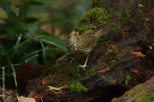 Forehead to occiput, dark red brown White or brown eyebrows, face body. The underside is white with large stripes, greenish brown. Body above, greenish photo