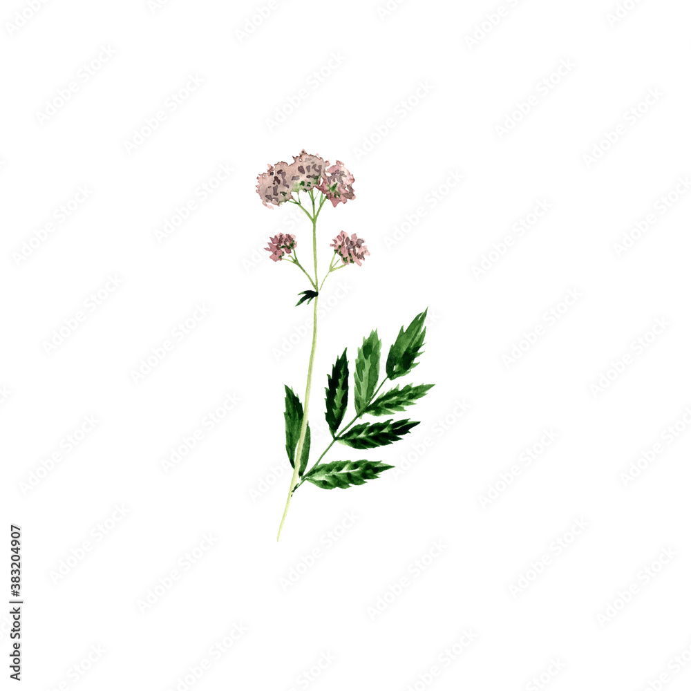 watercolor drawing valerian watercolor drawing valerian