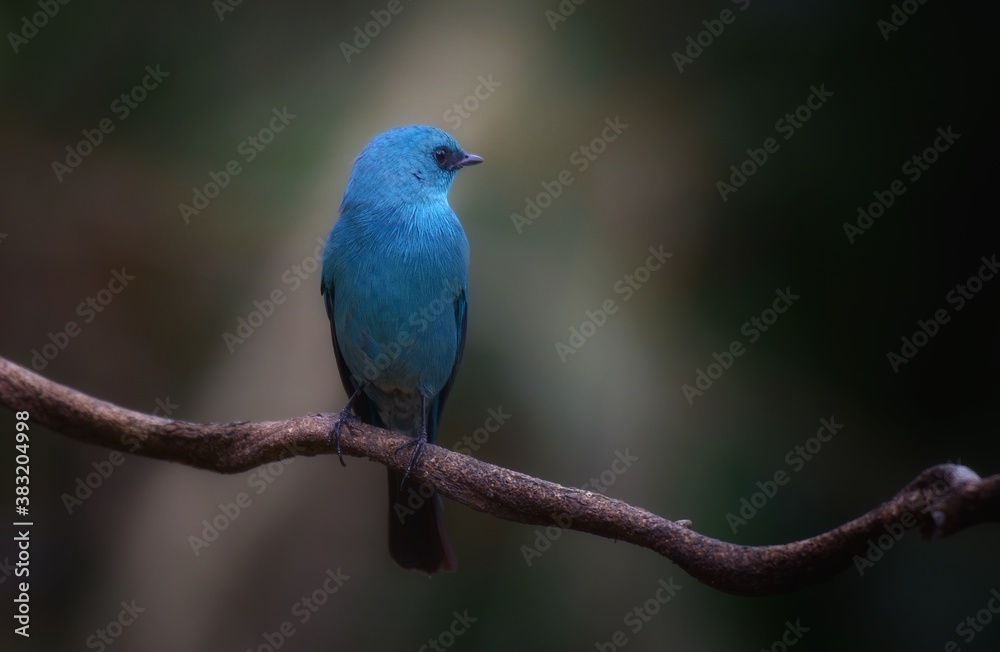 Short mouth, eyes and short eyes. Black head and body. Dark blue-green. Habitat in the lower northern areas. Evergreen forest, migratory periods found in mangrove forests, orchards and parks.