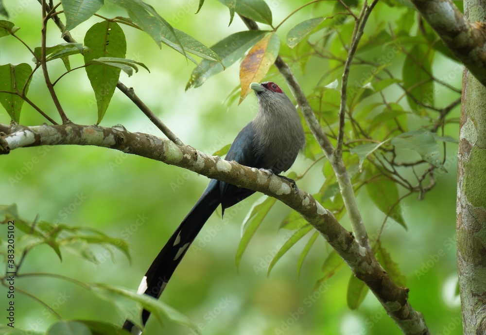 Turquoise, reddish skin, white hair surrounding, light gray head, greenish brown wings and back The body below is gray with a small black mark. The tail is very long and the tail is white Turquoise, reddish skin, white hair surrounding, light gray head, greenish brown wings and back The body below is gray with a small black mark. The tail is very long and the tail is white
