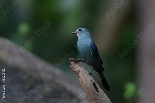 Short mouth, eyes and short eyes. Black head and body. Dark blue-green. Habitat in the lower northern areas. Evergreen forest, migratory periods found in mangrove forests, orchards and parks.