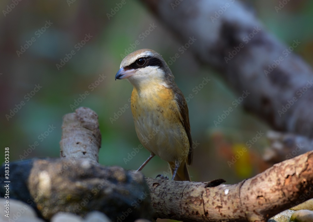 Fototapeta premium Slender body, covered with reddish brown body. Dark brown wings under the chin Brownish-white breasts The tail is dark brown and darker than the body.