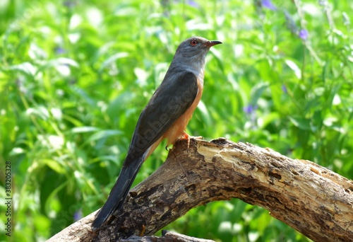 Is a bird that is 22 cm long, not big and not small The mouth is sharp, slightly curved, black, gray, leather around the eyes, gray, head, neck, upper chest, gray fur, back hair, dark gray wings,