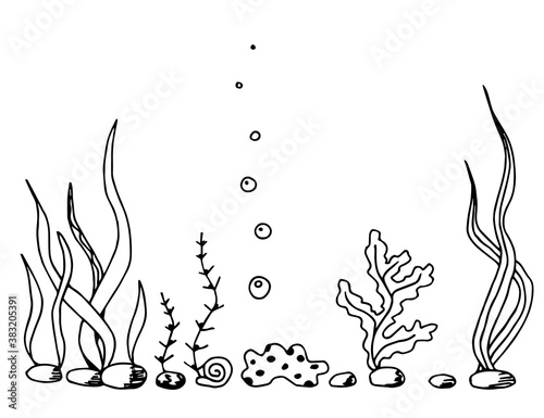Hand-drawn simple vector drawing in black outline. Underwater world, seaweed, aquarium. Ocean, seabed. For prints, labels, seafood, fishing gear.