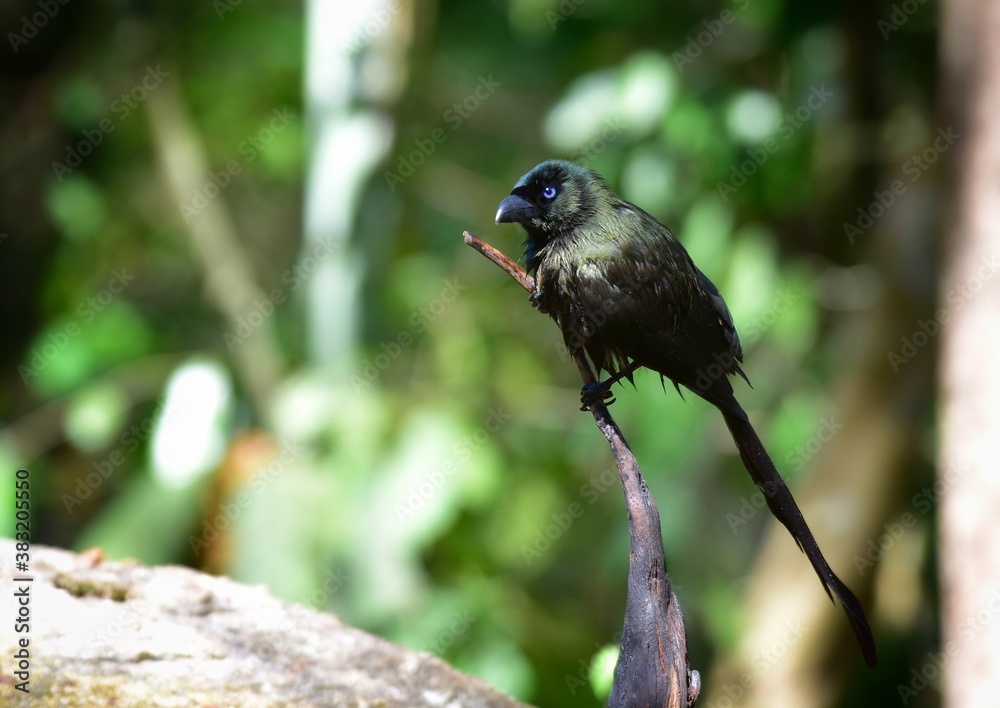 Slender body, long tail, wide spread The body is glossy black and the front of the crown is covered with black velvet-like fur. The eyes are dark blue and the mouth is gray-blue. Slender body, long tail, wide spread The body is glossy black and the front of the crown is covered with black velvet-like fur. The eyes are dark blue and the mouth is gray-blue.