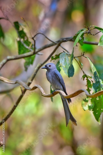 The resident gray drongo is found in all types of forests or forests throughout the country. But migratory birds can also be found in parks