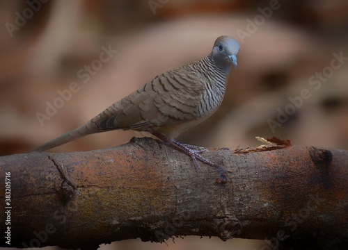 The body is covered with brown hair and gray head. Or the color of the head is blue The sides of the neck are black stripes interspersed with white stripes across the stripes. photo